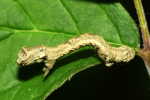 Vorschaubild Lepidoptera, Geometridae, Larve_2022_07_19--18-48-59.jpg 