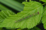 Vorschaubild Lepidoptera, Geometridae, Mesoleuca albicillata, Larve_2018_07_06--10-04-02.jpg 