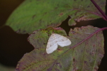 Vorschaubild Lepidoptera, Geometridae, Operophtera brumata_2016_11_13--15-13-51.jpg 