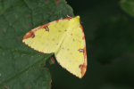 Vorschaubild Lepidoptera, Geometridae, Opisthograptis luteolata, Gelbspanner_2023_07_21--10-34-57.jpg 