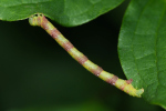 Vorschaubild Lepidoptera, Geometridae, Parectropis similaria, Weissfleck-Rindenspanner, Raupe_2022_08_05--13-34-05.jpg 