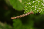 Vorschaubild Lepidoptera, Geometridae, Peribatodes rhomboidaria, Larve_2011_04_30--11-12-07.jpg 