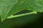 Vorschaubild Lepidoptera, Geometridae, Raupe_2023_07_10--11-34-08.jpg 