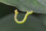 Vorschaubild Lepidoptera, Geometridae, Raupe_2023_08_09--10-43-30.jpg 