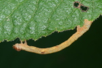 Vorschaubild Lepidoptera, Geometridae, Raupe_2023_08_14--11-12-21.jpg 