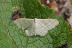 Vorschaubild Lepidoptera, Geometridae, Scopula immutata_2016_06_10--09-08-27.jpg 