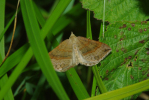 Vorschaubild Lepidoptera, Geometridae, Scotopteryx chenopodiata_2012_08_18--09-59-44.jpg 