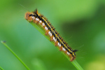 Vorschaubild Lepidoptera, Lasiocampidae, Euthrix potatoria, Grasglucke, Larve_2019_05_22--14-20-45.jpg 