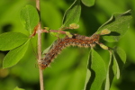 Vorschaubild Lepidoptera, Lasiocampidae, Lasiocampa quercus, Eichenspinner, Larve_2020_04_24--09-10-35.jpg 