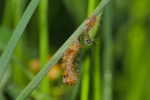 Vorschaubild Lepidoptera, Lasiocampidae, Malacosoma neustria, Ringelspinner, Larve, Haeutung_2020_05_06--08-59-22.jpg 