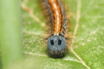 Vorschaubild Lepidoptera, Lasiocampidae, Malacosoma neustria, Ringelspinner, Larve_2018_05_04--13-45-10.jpg 