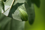 Vorschaubild Lepidoptera, Limacodidae, Apodes limacodes, Grosser Schneckenspinner, Raupe_2022_08_16--14-59-29.jpg 