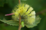 Vorschaubild Lepidoptera, Lymantriidae, Calliteara pudibunda, Buchen-Rotschwanz_2022_09_22--10-00-42.jpg 