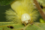 Vorschaubild Lepidoptera, Lymantriidae, Calliteara pudibunda, Buchen-Rotschwanz_2022_09_22--10-11-33.jpg 