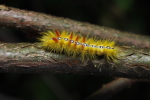 Vorschaubild Lepidoptera, Noctuidae,  Acronicta aceris, Ahorneule, Larve_2017_09_10--16-47-35.jpg 