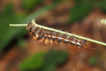 Vorschaubild Lepidoptera, Noctuidae,  Acronicta rumicis, Ampfereule, Larve_2017_09_08--10-19-52.jpg 