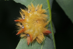 Vorschaubild Lepidoptera, Noctuidae, Acronicta aceris, Ahorneule, Larve_2022_06_22--07-36-26.jpg 