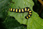 Vorschaubild Lepidoptera, Noctuidae, Acronicta alni, Erleneule, Raupe_2023_07_08--10-23-57.jpg 