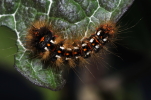 Vorschaubild Lepidoptera, Noctuidae, Acronicta rumicis, Ampfereule, Larve_2014_06_08--08-20-05.jpg 