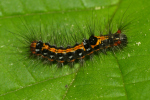 Vorschaubild Lepidoptera, Noctuidae, Acronicta rumicis, Ampfereule, Larve_2022_04_30--12-31-55.jpg 
