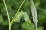 Vorschaubild Lepidoptera, Noctuidae, Amphipyra pyramidea, Pyramideneule, Larve_2018_05_13--14-07-32.jpg 