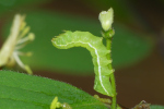 Vorschaubild Lepidoptera, Noctuidae, Amphipyra pyramidea, Pyramideneule, Raupe_2023_05_09--10-37-02.jpg 