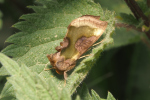 Vorschaubild Lepidoptera, Noctuidae, Diachrysia chrysitis_2018_05_04--13-49-26.jpg 
