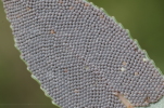 Vorschaubild Lepidoptera, Noctuidae, Eier_2014_08_30--14-03-58.jpg 