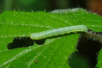 Vorschaubild Lepidoptera, Noctuidae, Lithophane socia, Larve_2010_05_19--16-15-10.jpg 