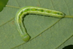 Vorschaubild Lepidoptera, Noctuidae, Scoliopteryx libatrix, Larve_2006_06_23--11-55-48.jpg 