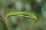 Vorschaubild Lepidoptera, Noctuidae, Scoliopteryx libatrix, Larve_2014_09_07--12-18-24.jpg 
