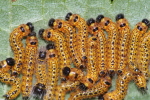 Vorschaubild Lepidoptera, Notodontidae, Phalera bucephala, Larvenspiegel_2022_07_10--11-52-17.jpg 