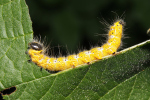 Vorschaubild Lepidoptera, Notodontidae, Phalera bucephala, Mondvogel, Larve_2018_07_19--10-09-03.jpg 