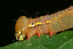 Vorschaubild Lepidoptera, Notodontidae, Pheosia tremula, Pappel-Zahnspinner, Raupe_2023_10_03--10-14-31.jpg 