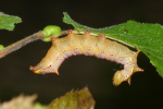 Vorschaubild Lepidoptera, Notodontidae, Pheosia tremula, Pappel-Zahnspinner, Raupe_2023_10_11--09-26-09.jpg 