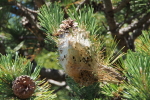 Vorschaubild Lepidoptera, Notodontidae, Raupennest an Föhre_2017_06_20--11-39-42.jpg 