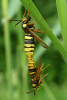 Vorschaubild Lepidoptera, Sesiidae, Sesia apiformis, Hornissen-Glasfluegler_2023_06_04--11-01-52.jpg 