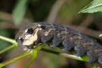 Vorschaubild Lepidoptera, Sphingidae, Deilephila elpenor, Larve_2006_09_10--17-56-58.jpg 