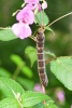 Vorschaubild Lepidoptera, Sphingidae, Deilephila elpenor, Mittlerer Weinschwaermer, Larve_2016_09_09--07-13-53.jpg 