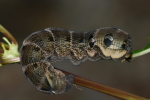 Vorschaubild Lepidoptera, Sphingidae, Deilephila elpenor, Mittlerer Weinschwaermer, Larve_2016_09_17--15-41-03.jpg 