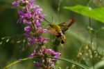 Vorschaubild Lepidoptera, Sphingidae, Hemaris fuciformis, Hummelschwaermer im Flug_2023_07_12--09-49-35.jpg 