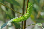 Vorschaubild Lepidoptera, Sphingidae, Laothoe populi, Pappelschwaermer, Larve_2014_09_07--12-22-52.jpg 
