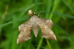 Vorschaubild Lepidoptera, Sphingidae, Laothoe populi, Pappelschwaermer, Weibchen_2023_05_08--09-59-41.jpg 