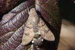 Vorschaubild Lepidoptera, Sphingidae, Macroglossum stellatarum, Taubenschwaenzchen auf einem Brombeerblatt im Februar_2023_02_21--14-53-19.jpg 