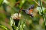 Vorschaubild Lepidoptera, Sphingidae, Macroglossum stellatarum, Taubenschwaenzchen im Flug_2022_08_02--09-05-52.jpg 