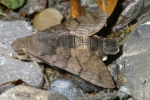 Vorschaubild Lepidoptera, Sphingidae, Macroglossum stellatarum_2006_07_29--15-10-04.jpg 