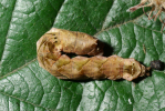 Vorschaubild Lepidoptera, Thyatiridae, Thyatira batis, Larve_2013_10_20--11-18-20.jpg 