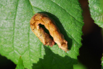 Vorschaubild Lepidoptera, Thyatiridae, Thyatira batis, Roseneule, Larve_2019_09_27--10-20-51.jpg 