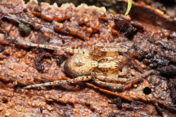 Skaliertes Bild Anyphaenidae, Anyphaena accentuata_2017_11_27--12-54-21.jpg 