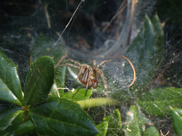 Skaliertes Bild Araneae, Agelenidae,_2013_07_07--13-08-51.jpg 